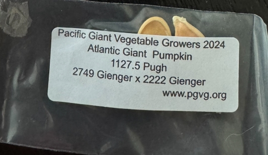 1127.5 Pugh 2024 (2 Seeds)