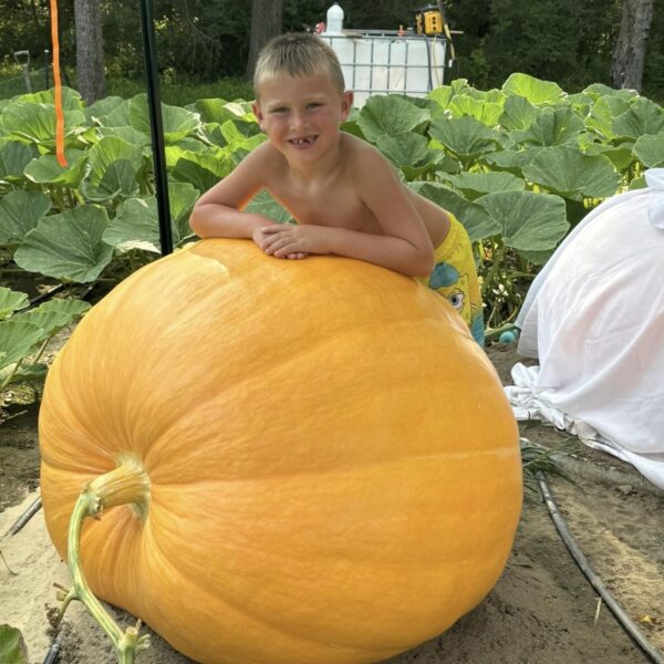 676 Dickerson (1650 Thompson x 2097 Kisamore) 3 seeds